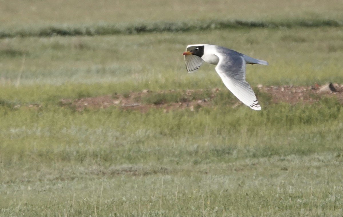 Pallas's Gull - Martin Kennewell