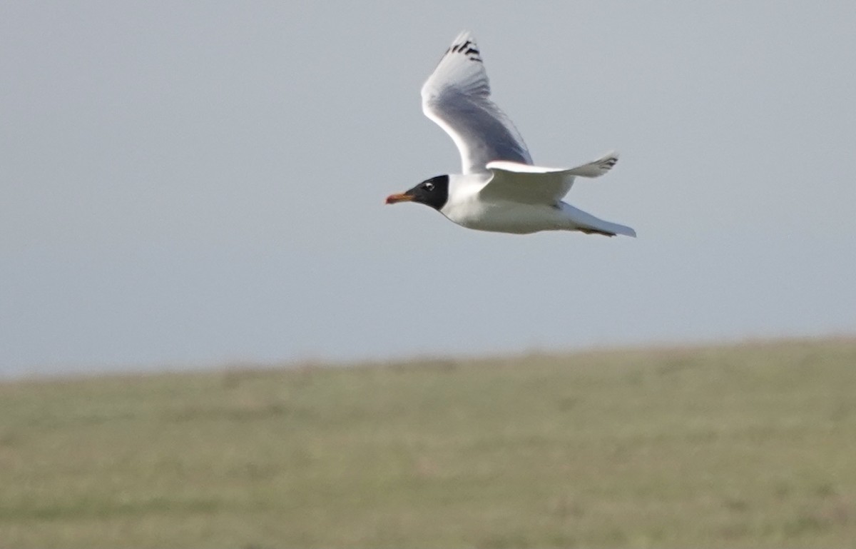 Pallas's Gull - ML620635574