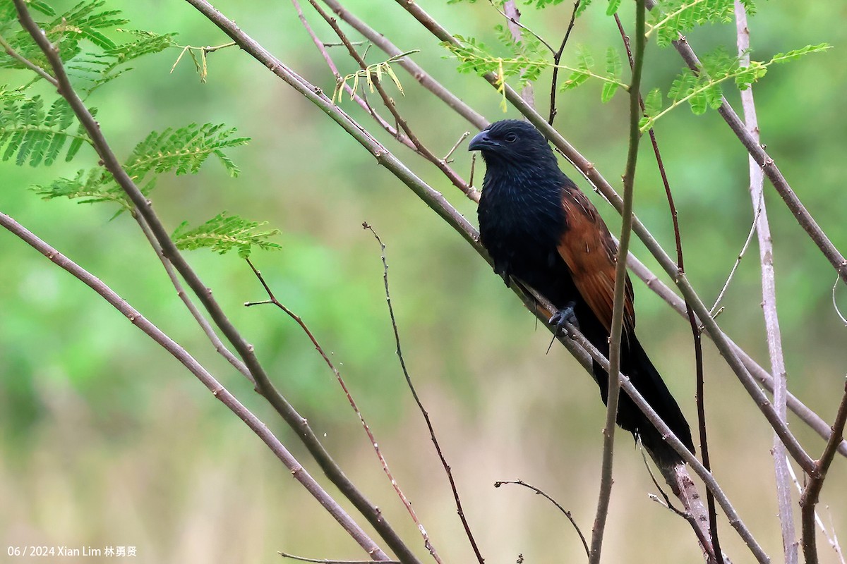 Lesser Coucal - Lim Ying Hien