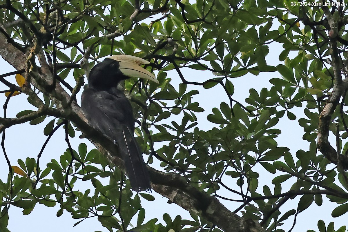 Black Hornbill - ML620635581