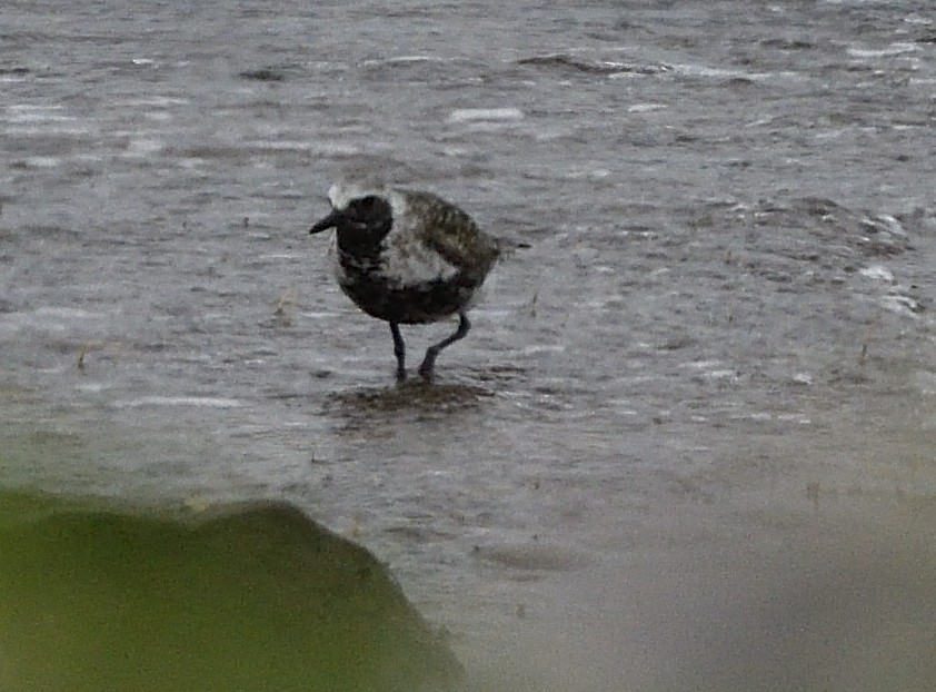 Black-bellied Plover - ML620635583