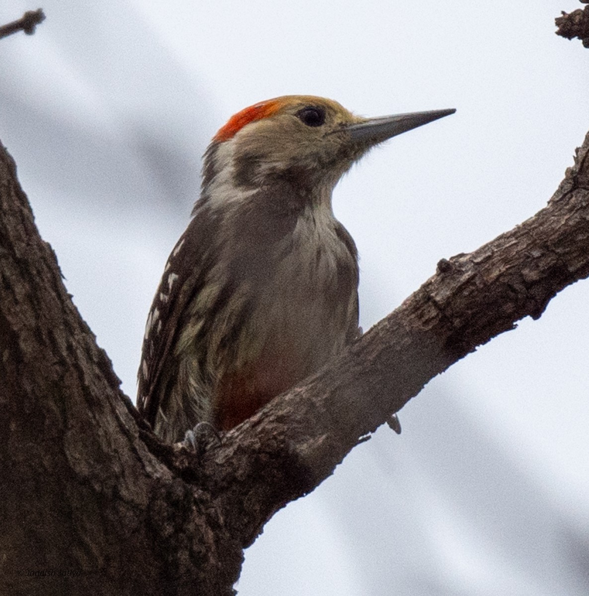 Yellow-crowned Woodpecker - ML620635584