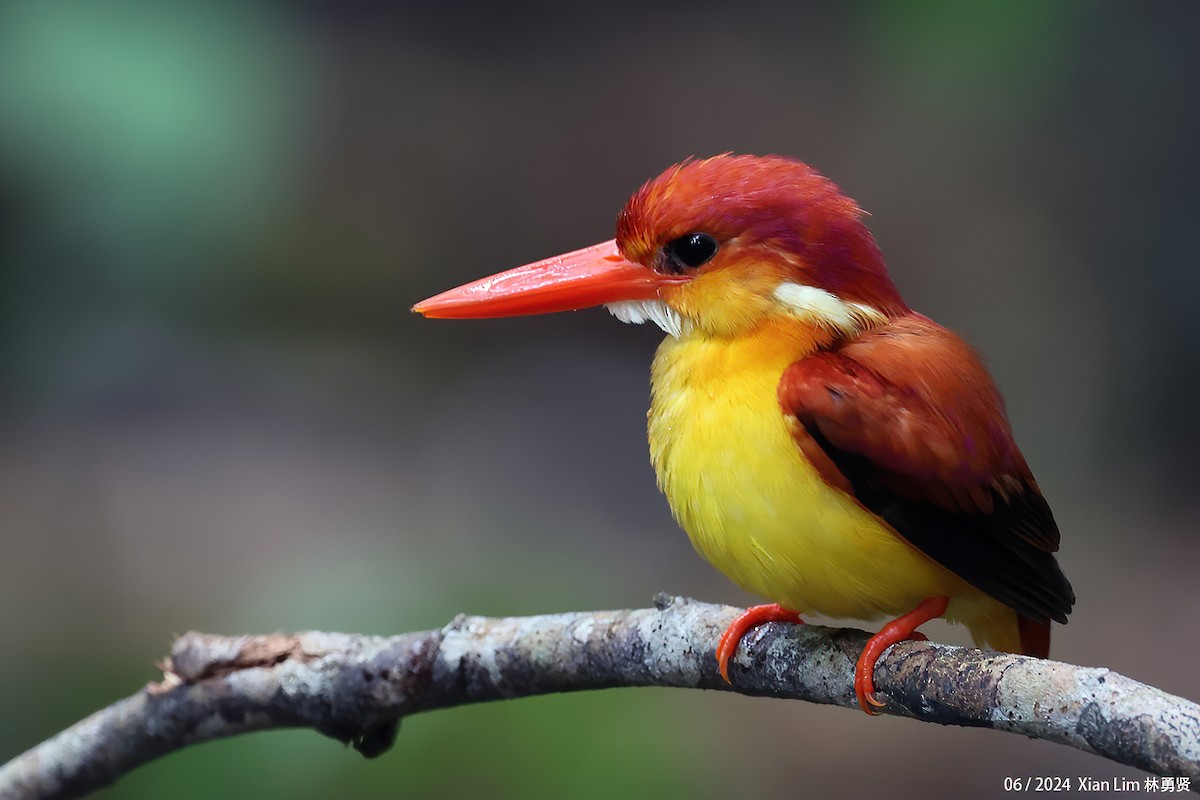 Rufous-backed Dwarf-Kingfisher - ML620635585