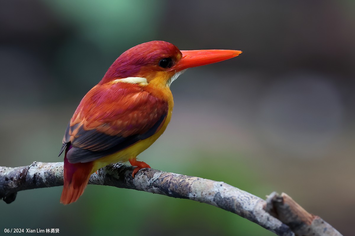 Rufous-backed Dwarf-Kingfisher - ML620635586