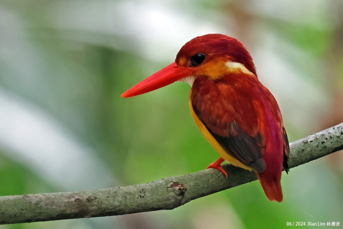 Rufous-backed Dwarf-Kingfisher - ML620635587