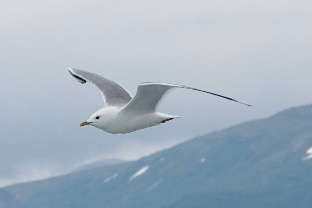 Common Gull - ML620635588