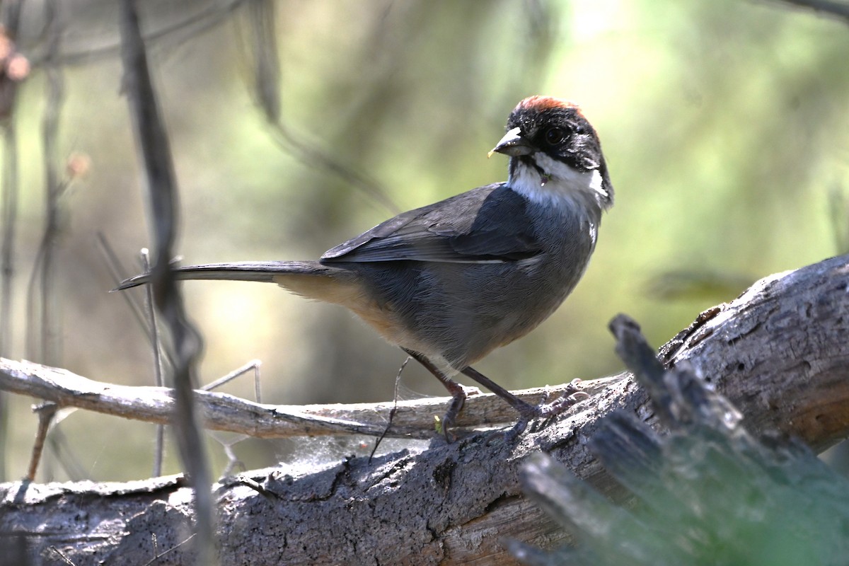 Bay-crowned Brushfinch - alexandre bibeau