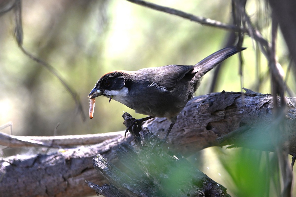 Bay-crowned Brushfinch - ML620635591