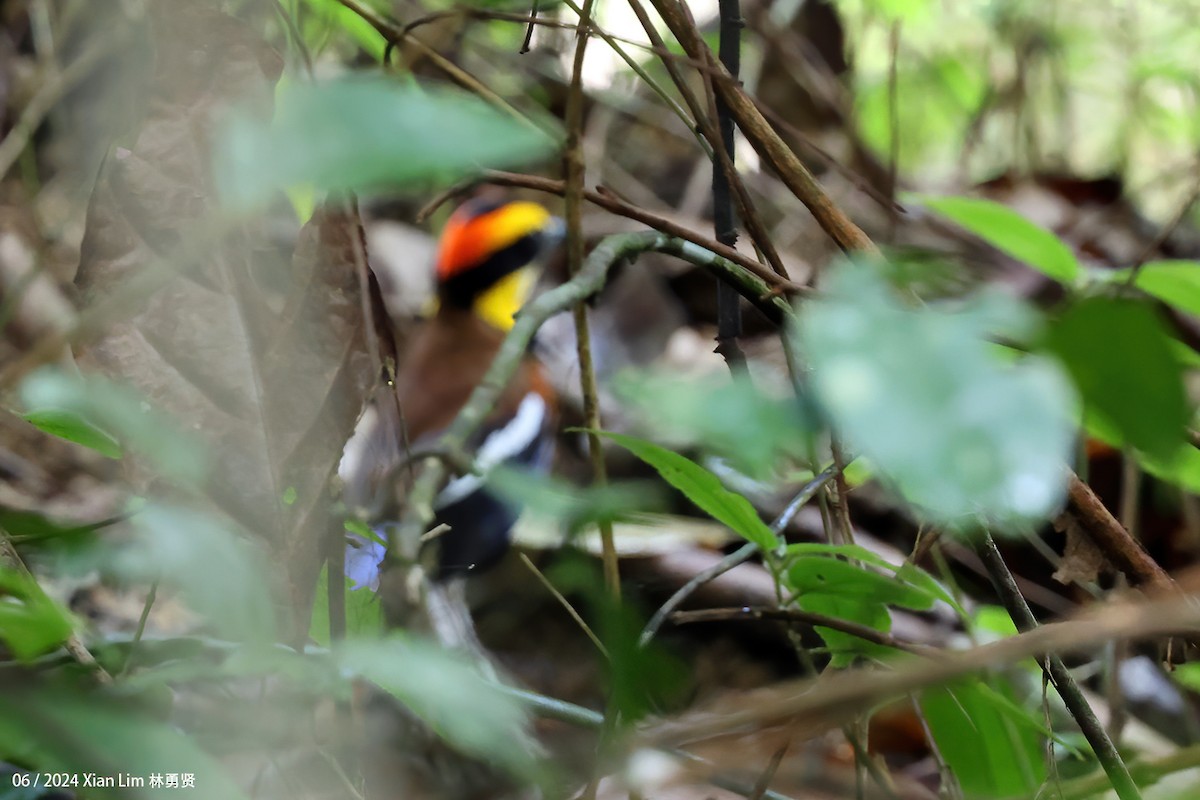 Malayan Banded-Pitta - ML620635592