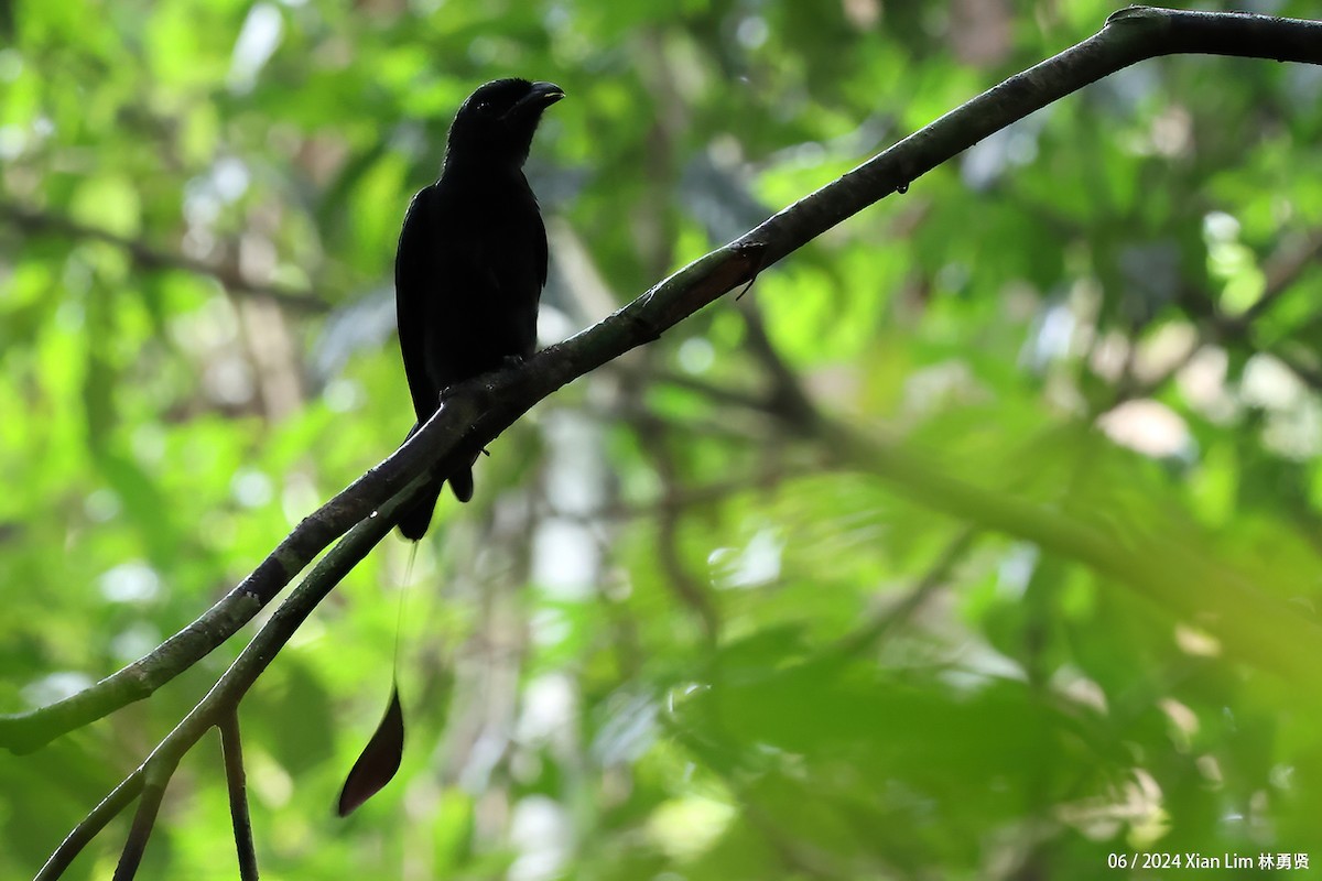 Drongo de Raquetas Grande - ML620635593