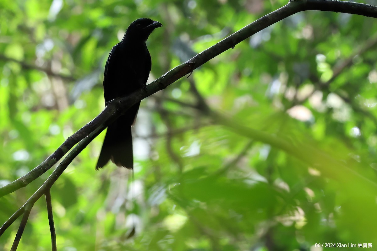 Greater Racket-tailed Drongo - ML620635594