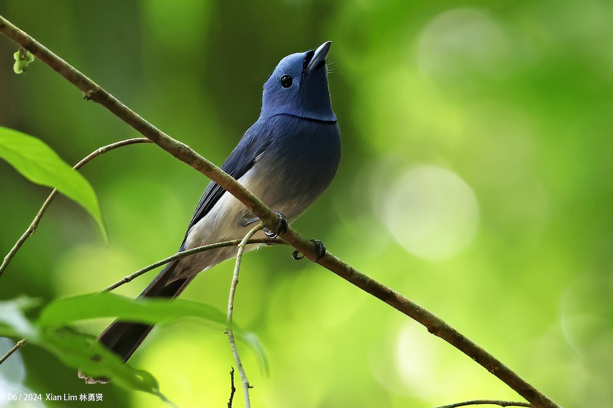 Black-naped Monarch - ML620635597