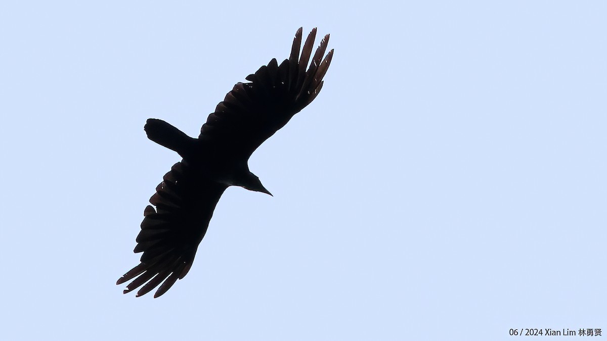 Slender-billed Crow - ML620635600