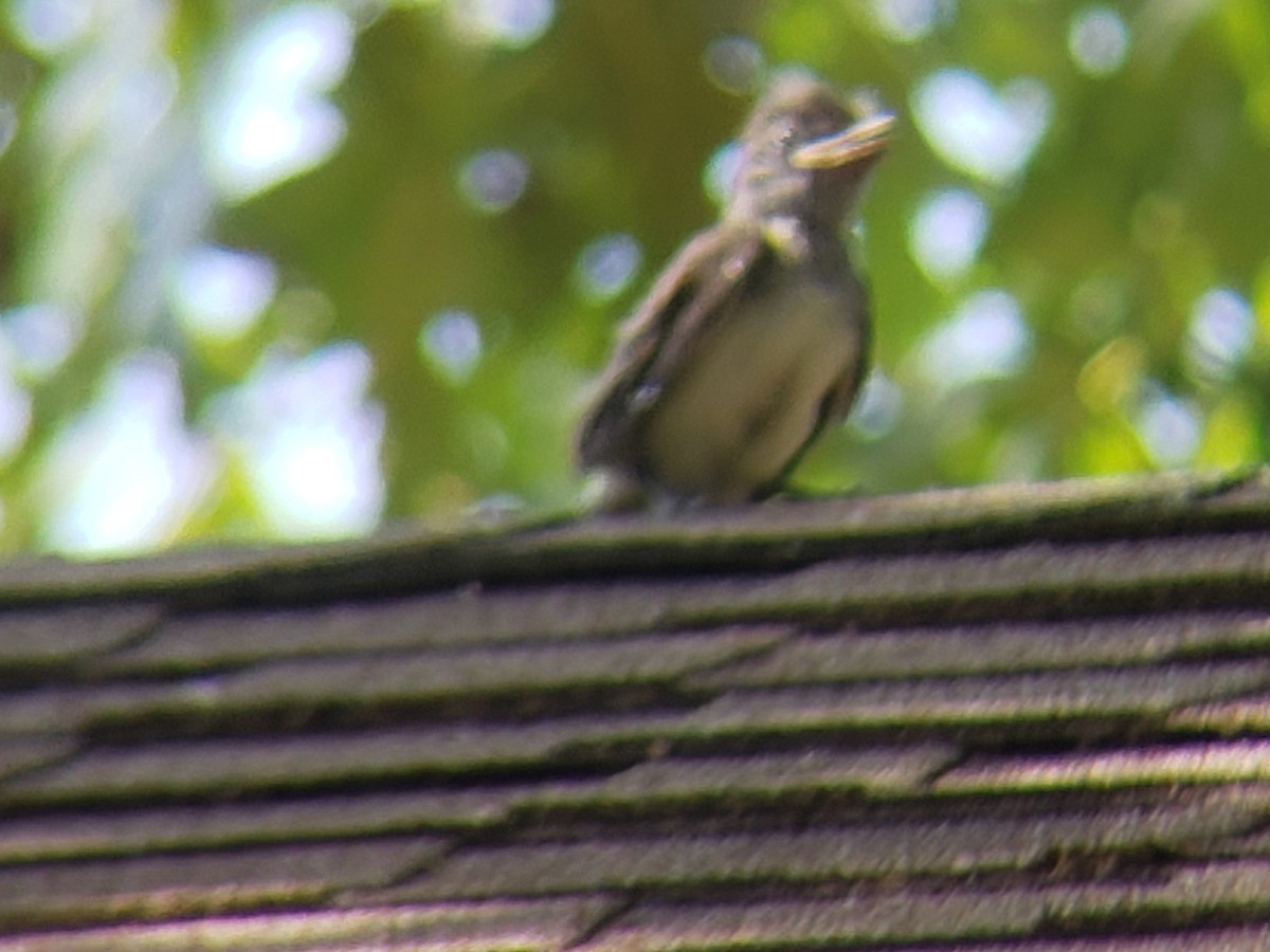 Great Crested Flycatcher - ML620635601