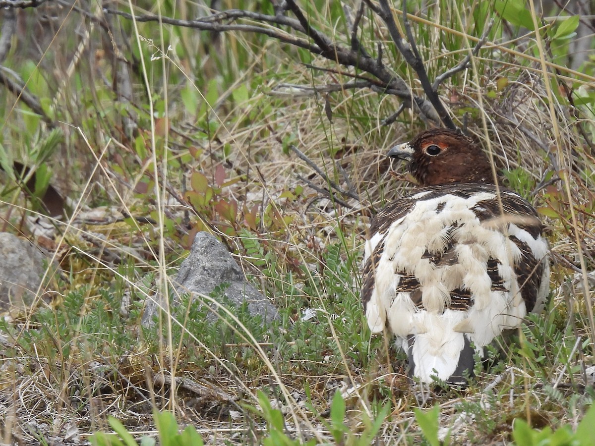 Willow Ptarmigan - ML620635602