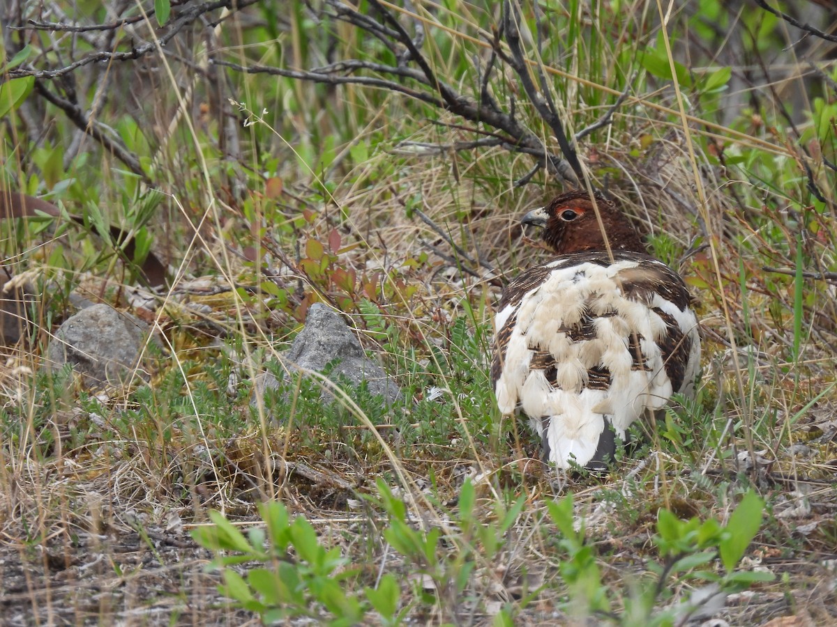 Willow Ptarmigan - ML620635603