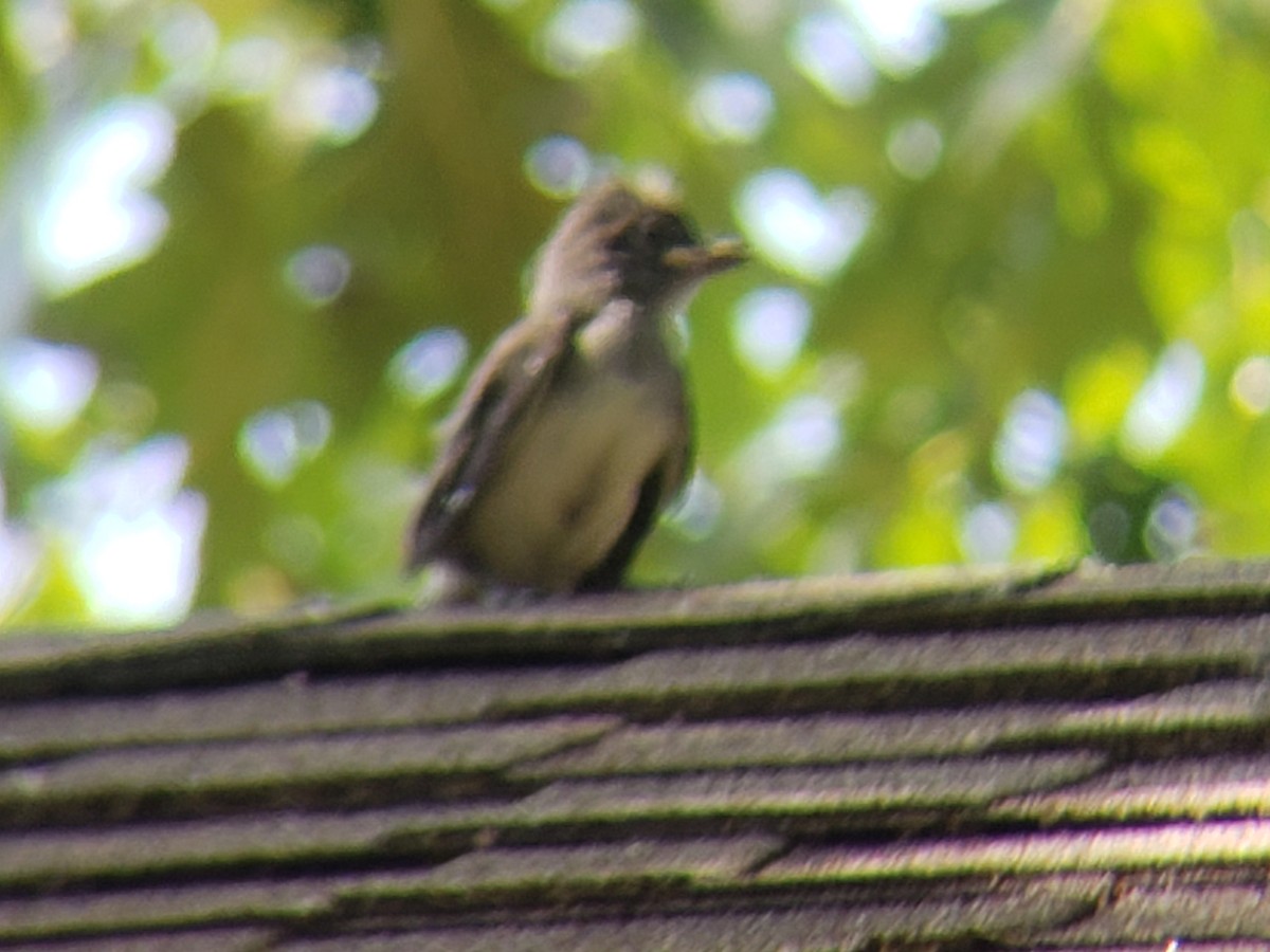 Great Crested Flycatcher - ML620635604