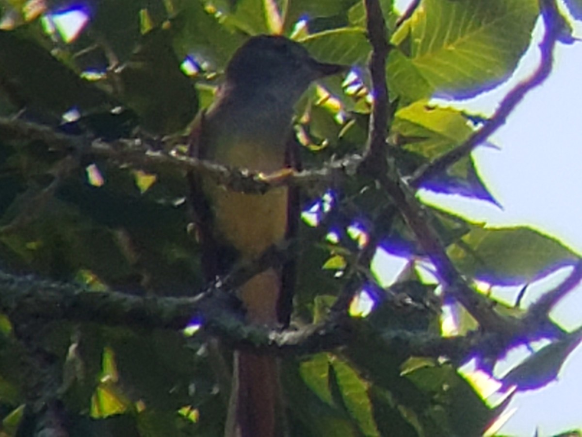 Great Crested Flycatcher - ML620635605