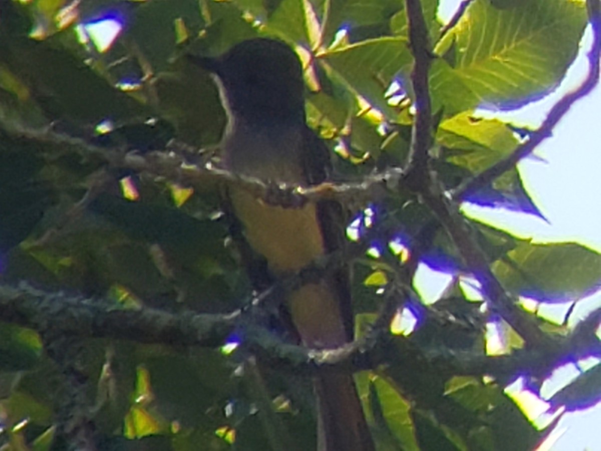 Great Crested Flycatcher - ML620635606