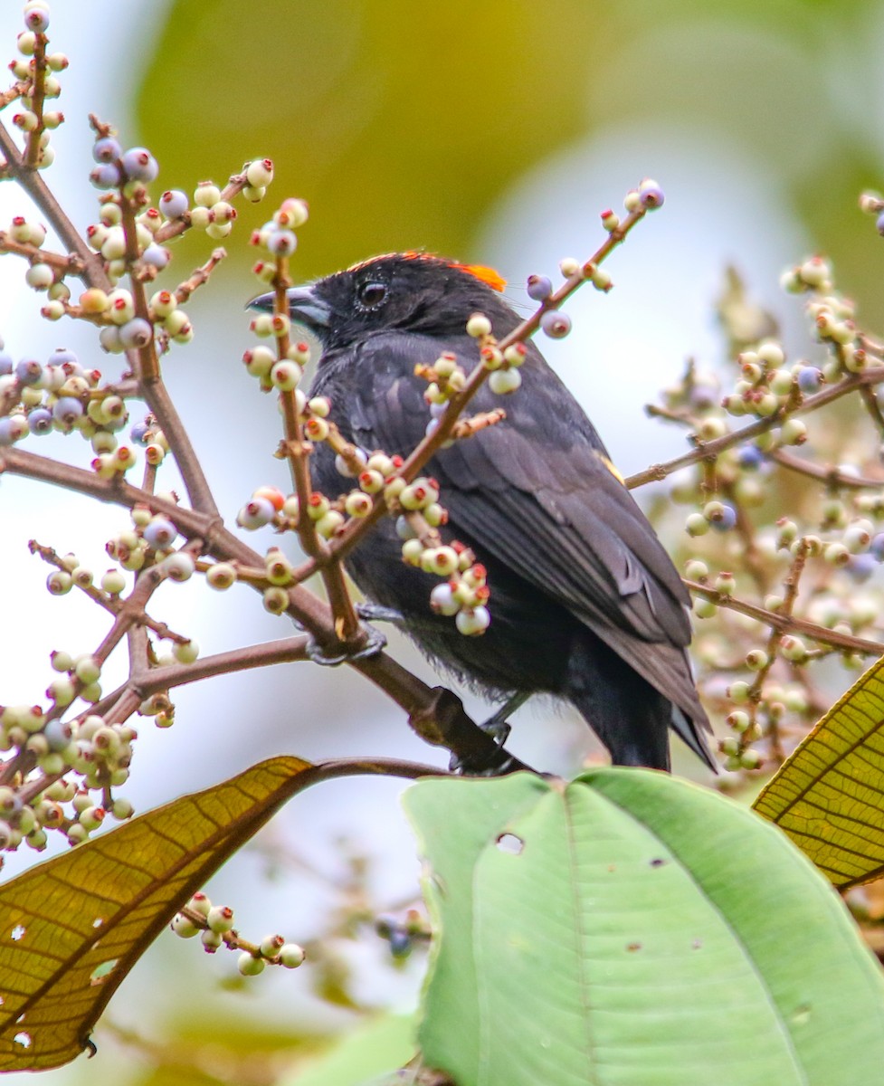 カンムリクロフウキンチョウ - ML620635608