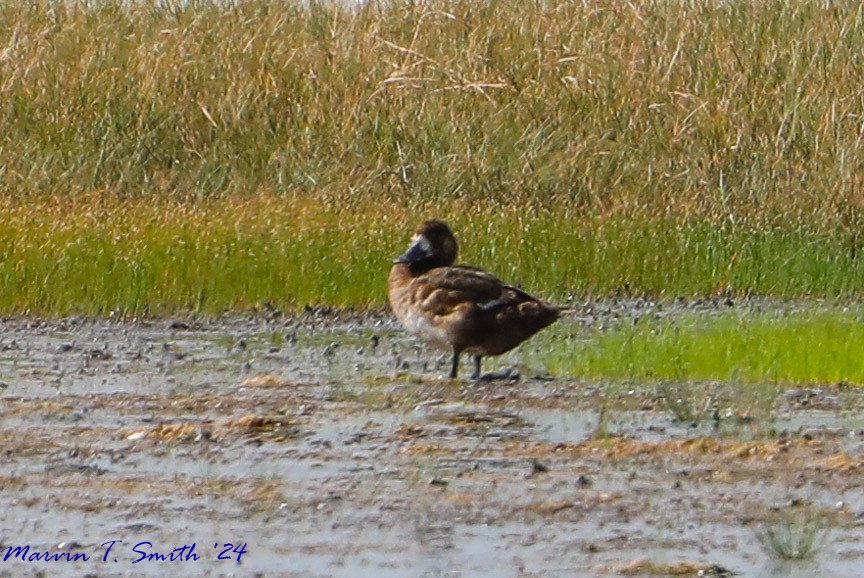 Greater/Lesser Scaup - ML620635609