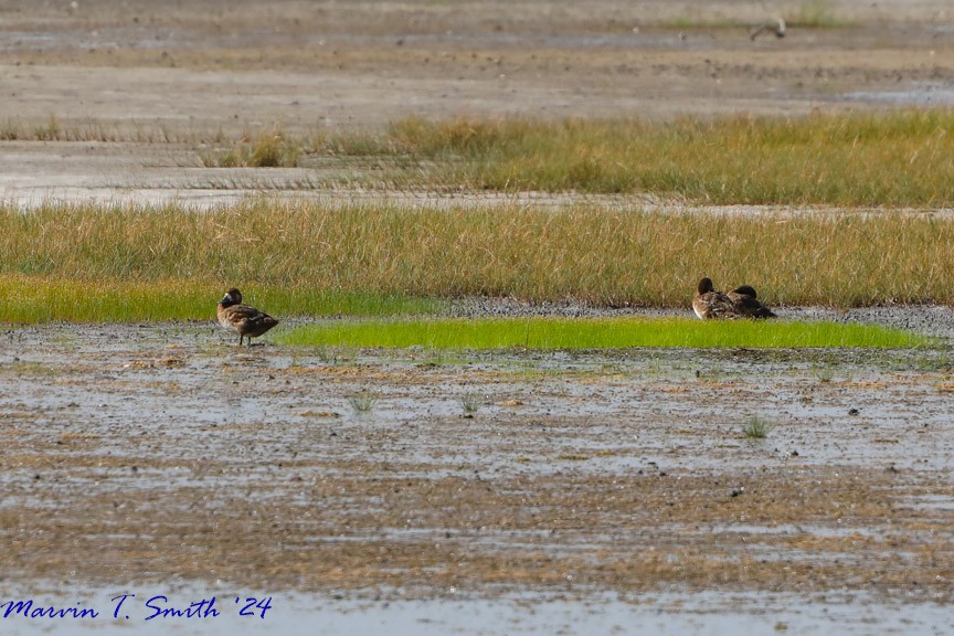 Greater/Lesser Scaup - ML620635610