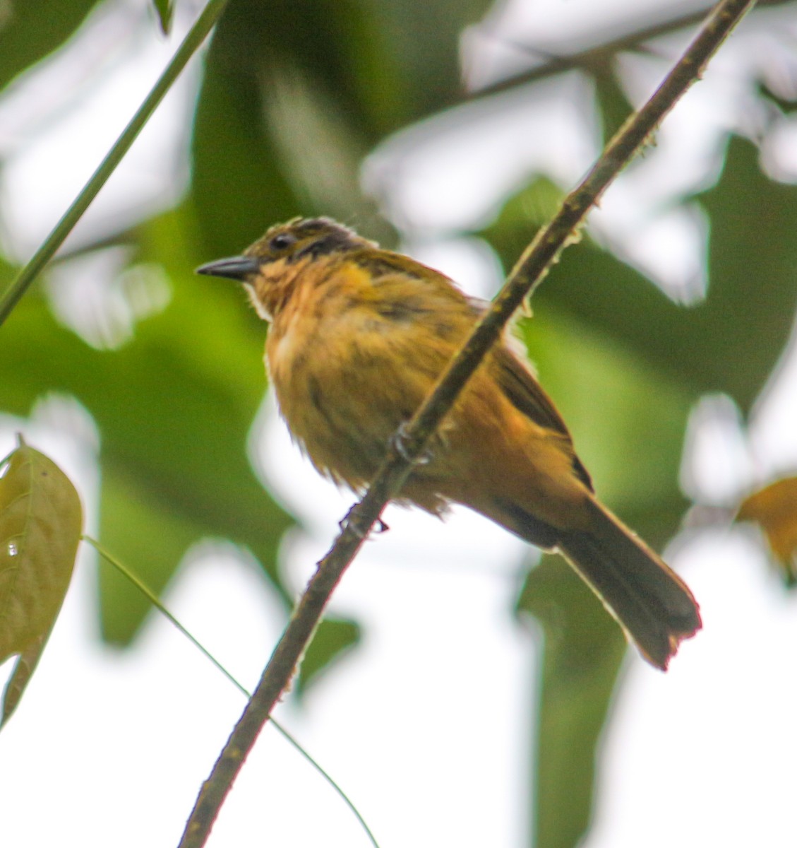 Fulvous-crested Tanager - ML620635612