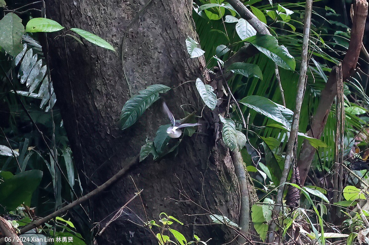 White-crowned Forktail - ML620635613