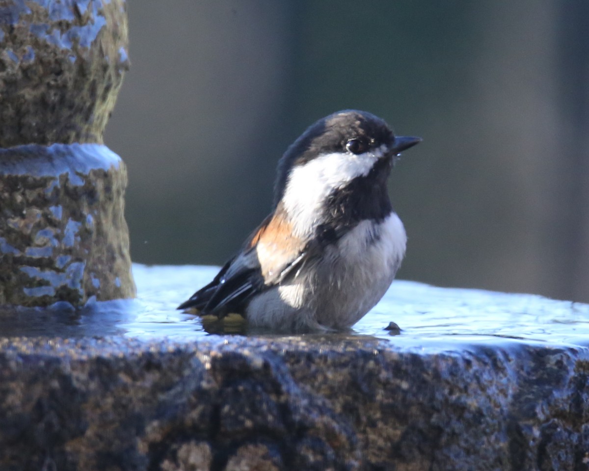 Mésange à dos marron - ML620635614