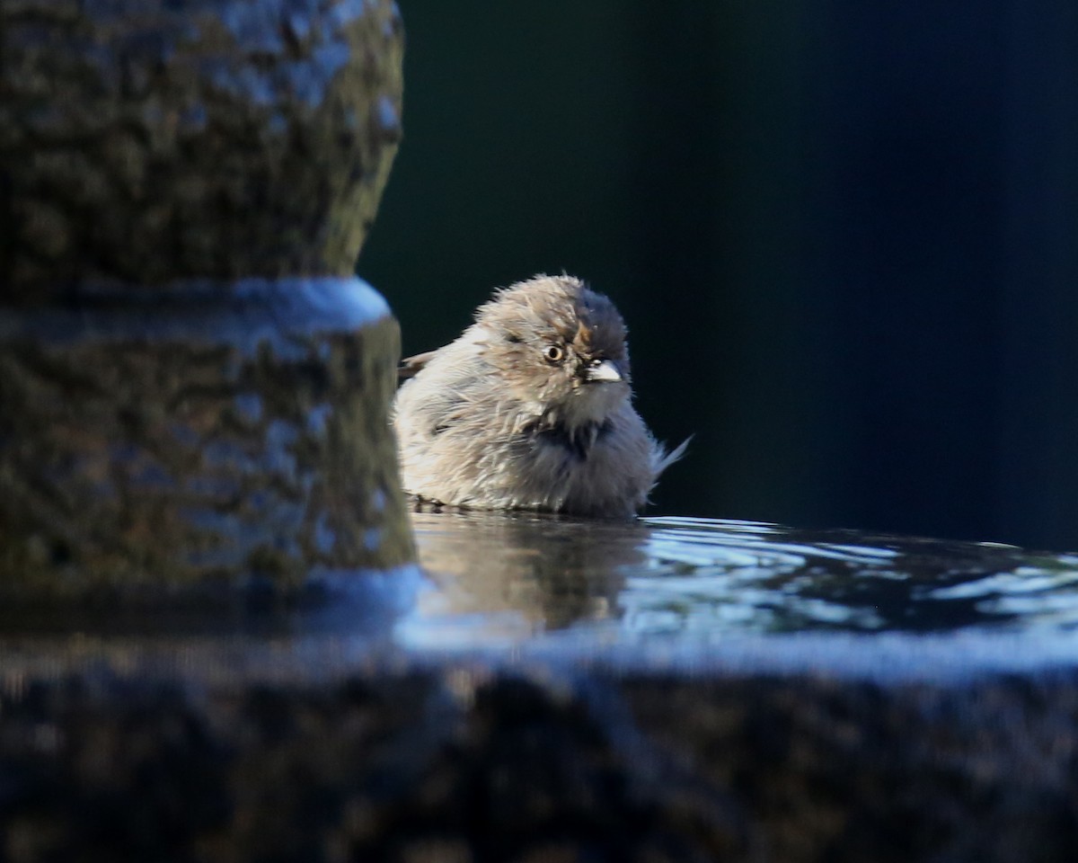 Bushtit - Linda Dalton