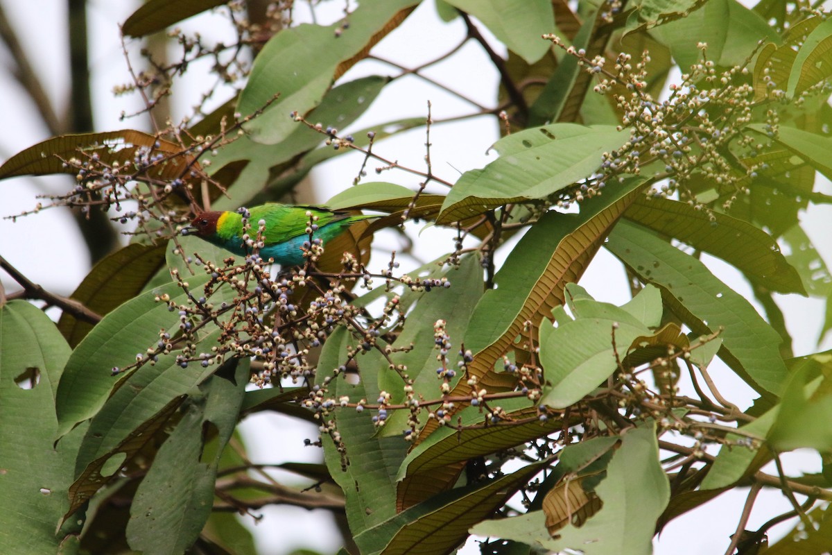 Bay-headed Tanager - ML620635617