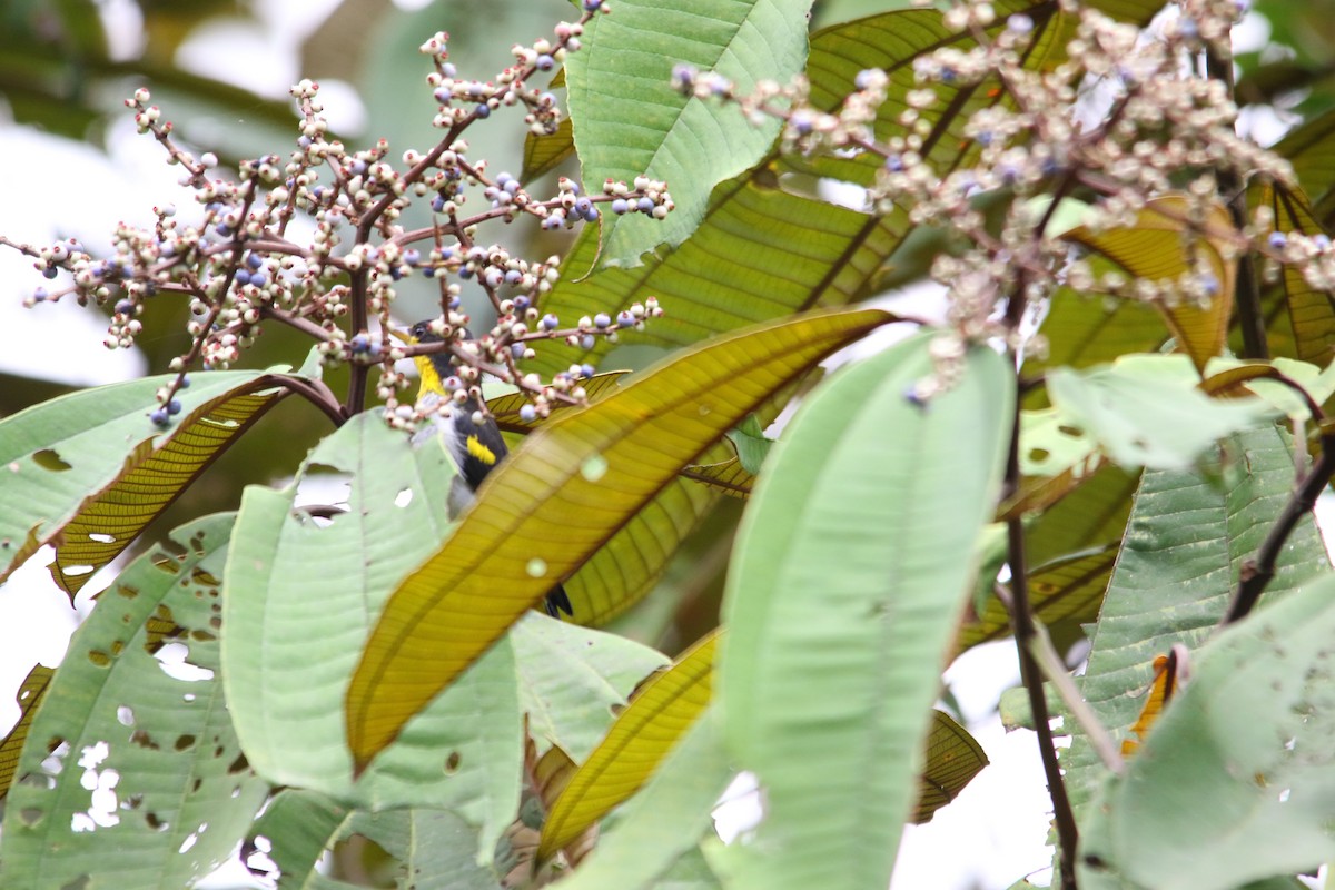 Yellow-backed Tanager - ML620635620