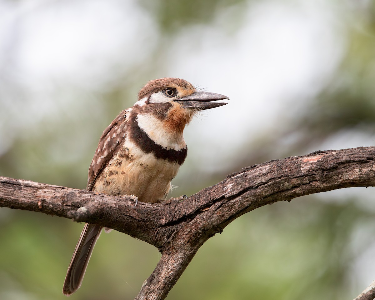 Russet-throated Puffbird - ML620635621