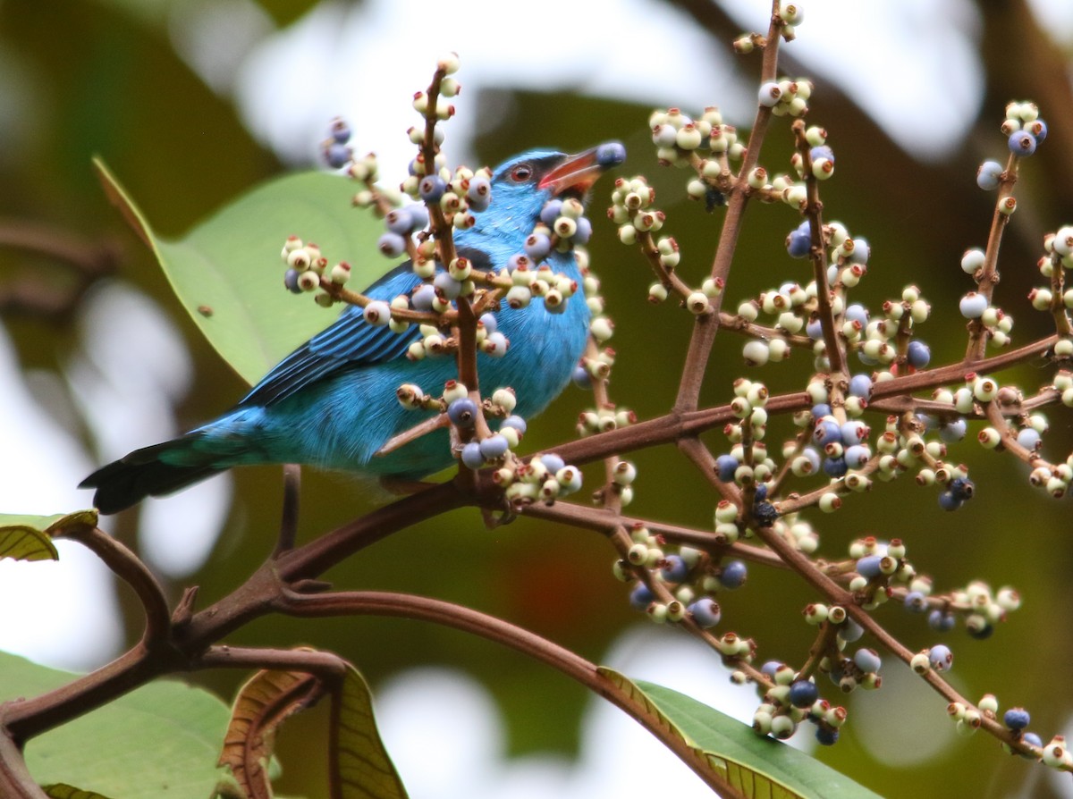 Blue Dacnis - Alex Boas