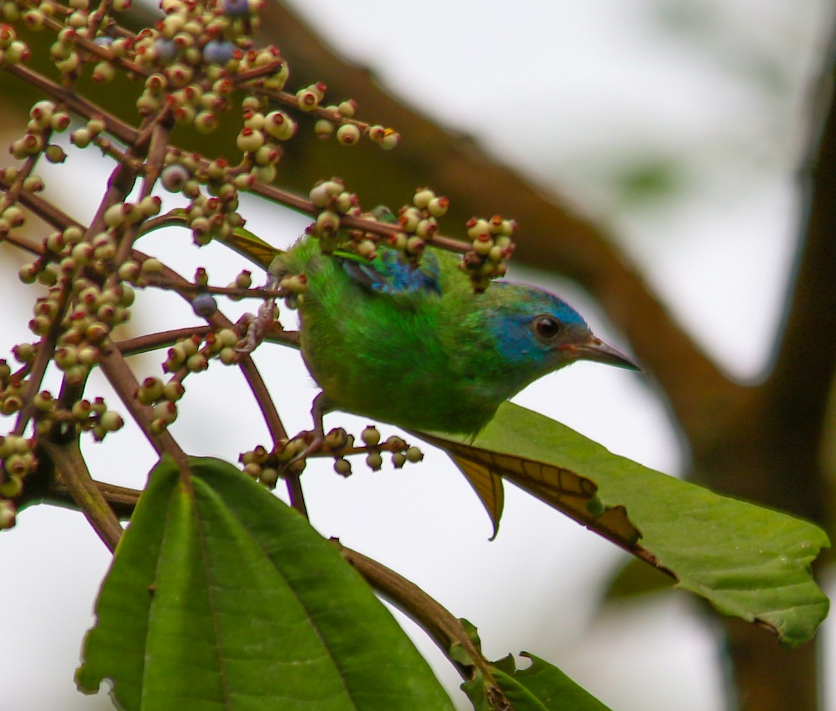 Blue Dacnis - ML620635625