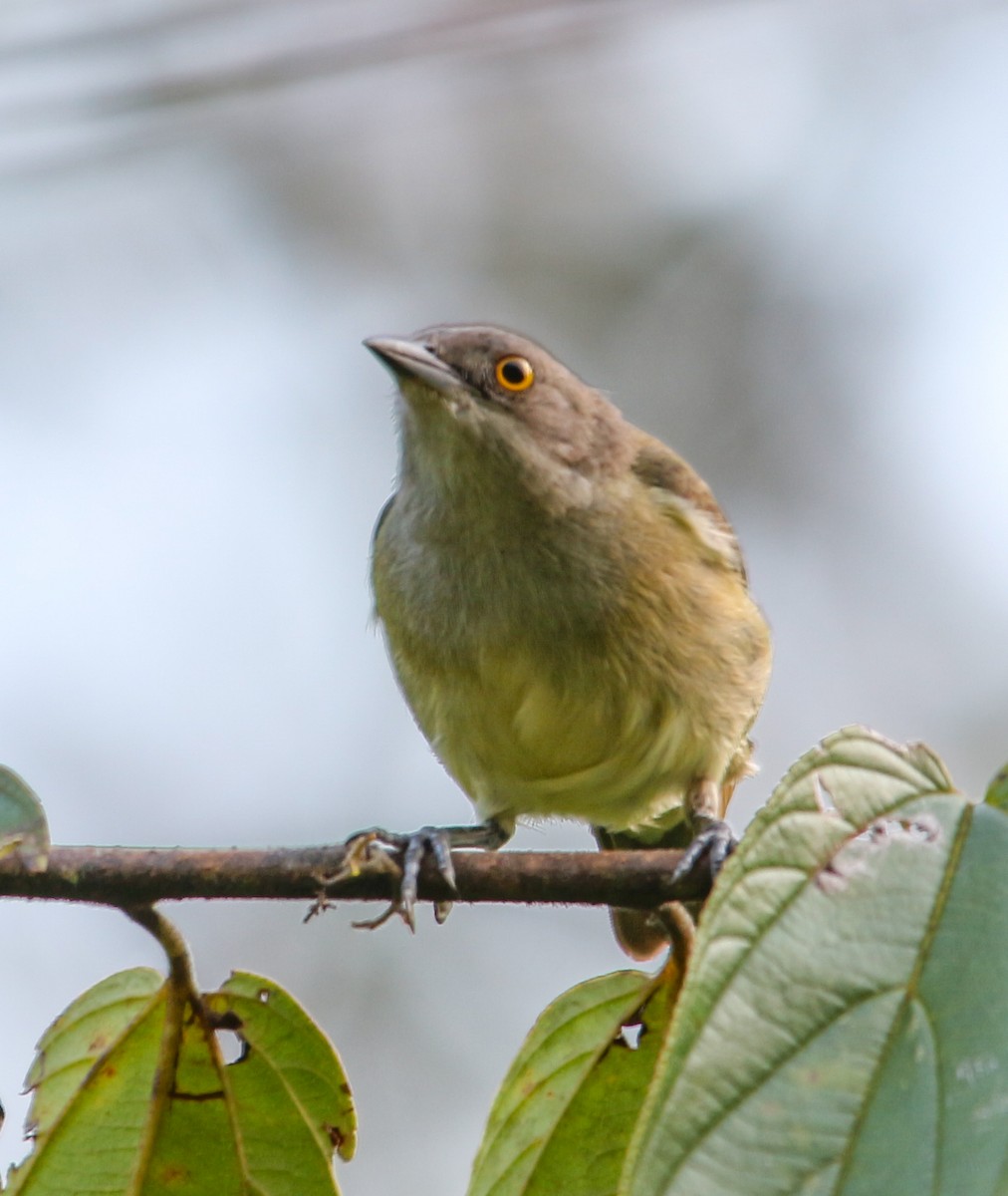 Yellow-bellied Dacnis - ML620635626