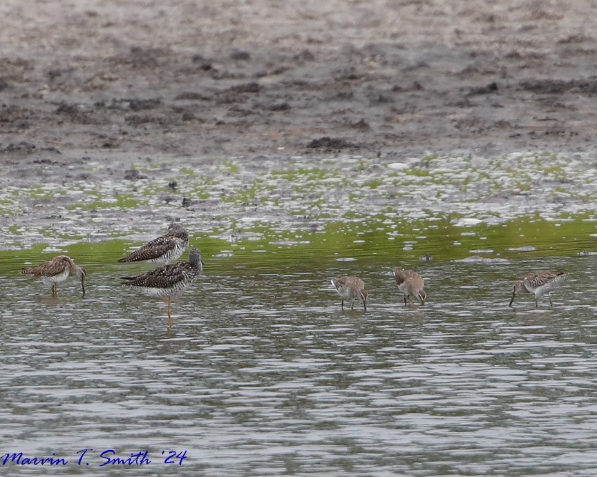 Short-billed Dowitcher - Marvin Smith