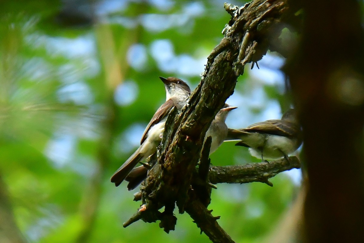 Eastern Wood-Pewee - ML620635630