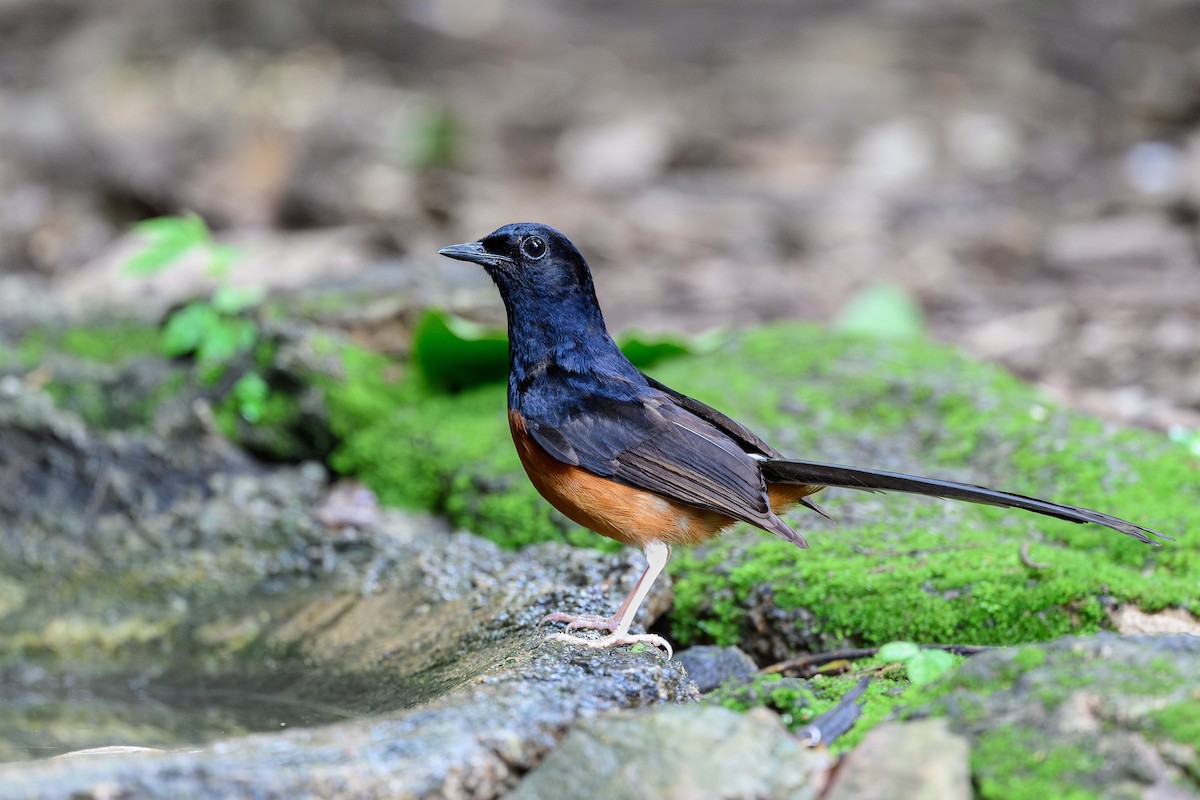 White-rumped Shama - ML620635632