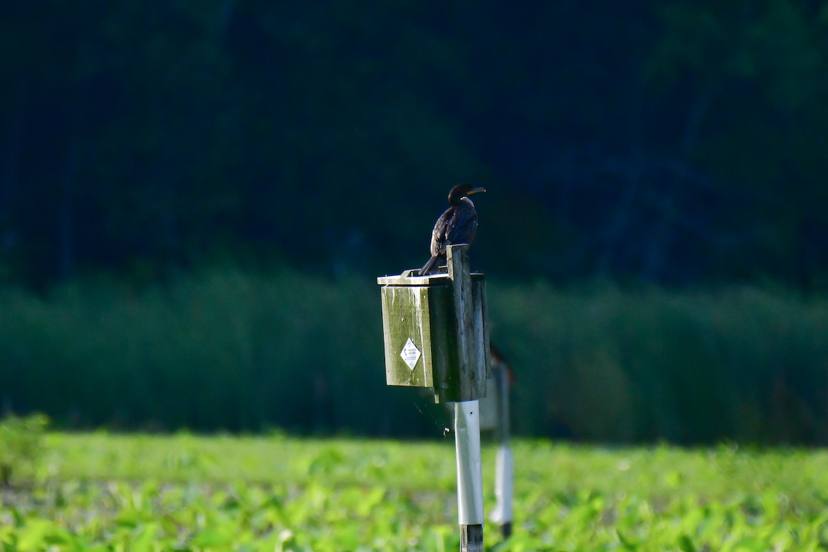 Double-crested Cormorant - ML620635633