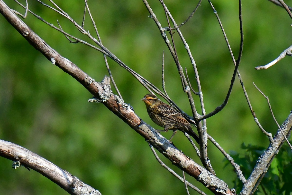 Red-winged Blackbird - ML620635637