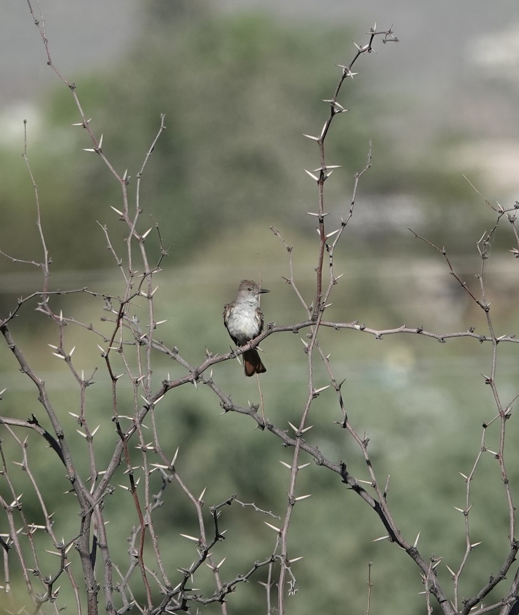 Ash-throated Flycatcher - ML620635638