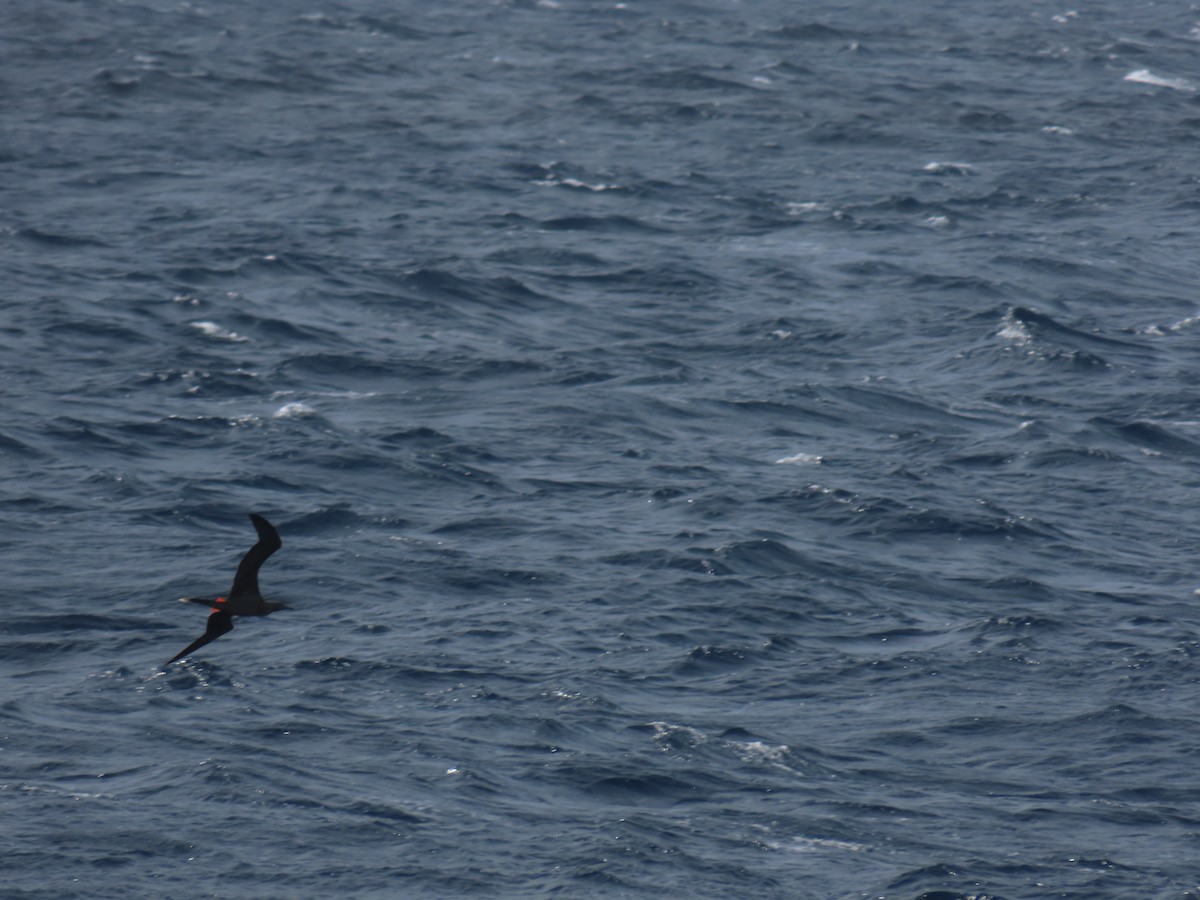 Red-footed Booby - ML620635641