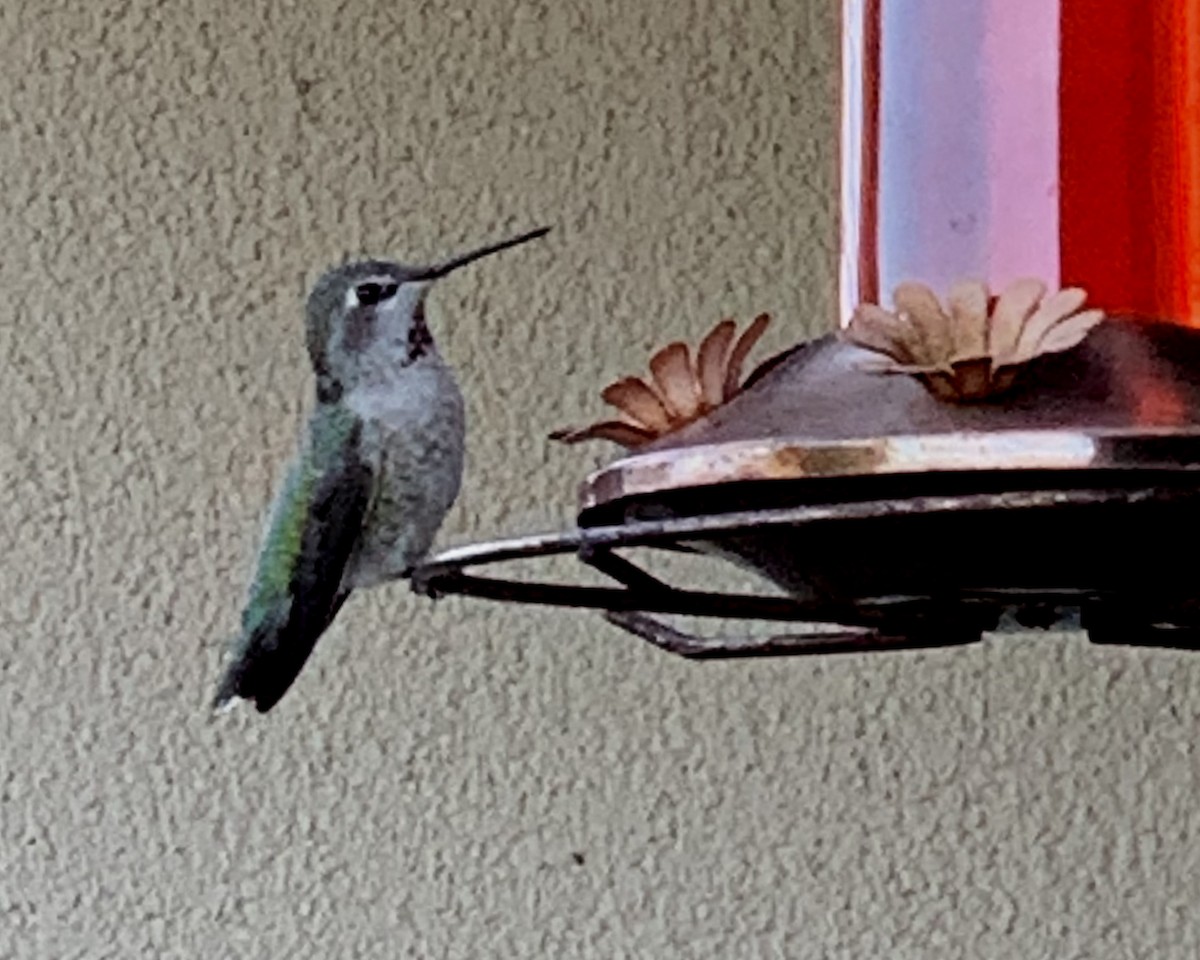 Anna's Hummingbird - ML620635642