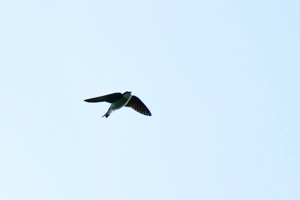 Golondrina Bicolor - ML620635643