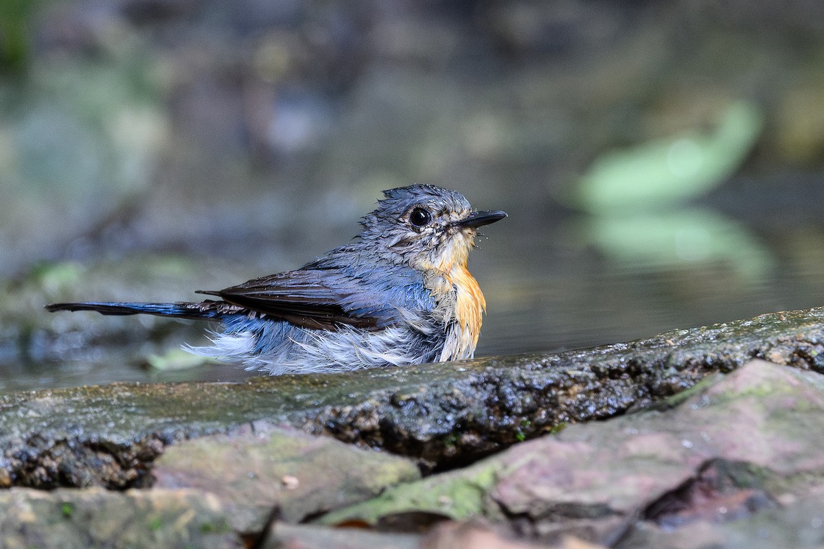 Indochinese Blue Flycatcher - ML620635644