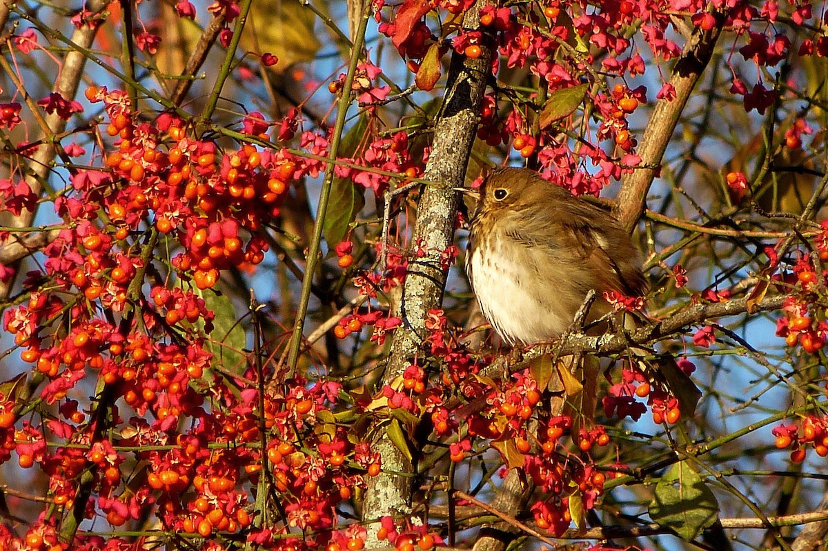 Hermit Thrush - ML620635645