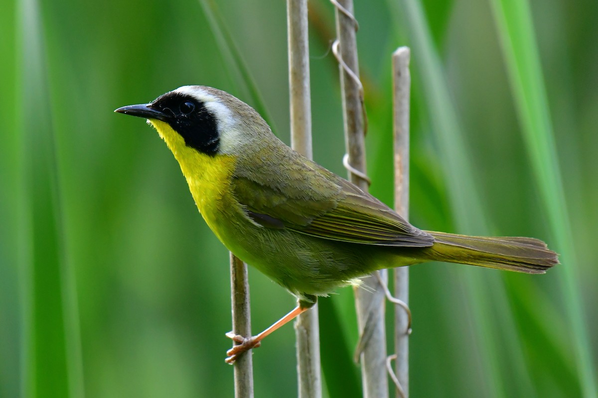 Common Yellowthroat - ML620635646