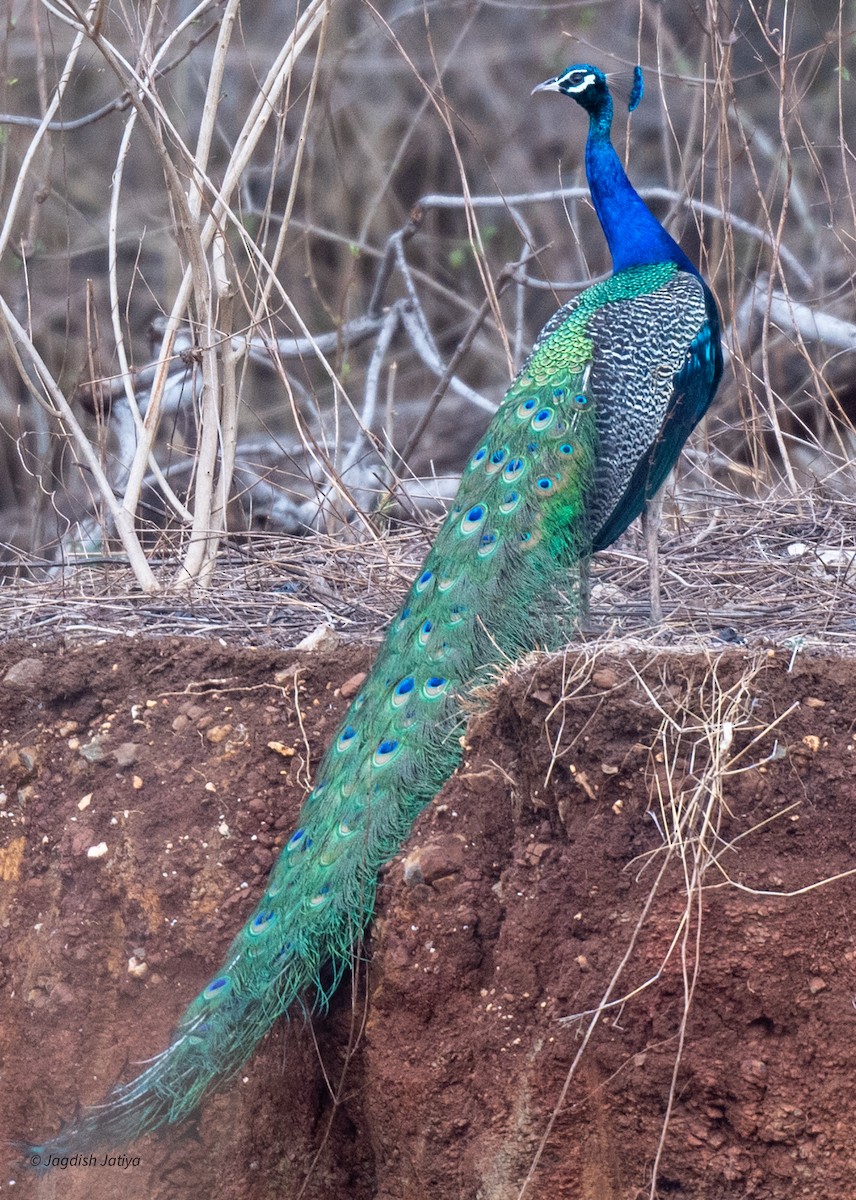 Indian Peafowl - ML620635648