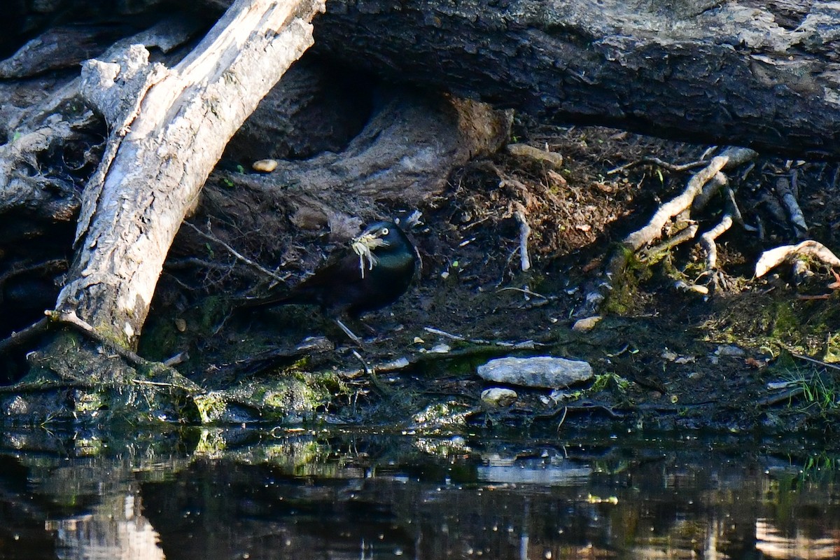 Common Grackle - ML620635650